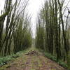 Old railroad grade (Valley & Siletz Railroad)