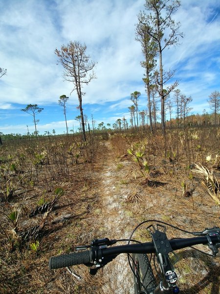 One of the side trails off the main.