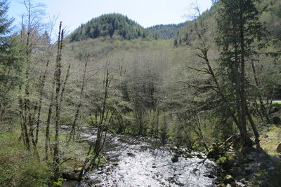 Siletz River Road