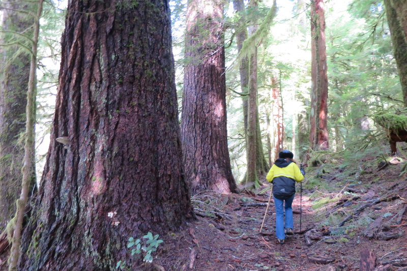 Valley of the Giants (hiking only trail)