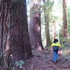 Valley of the Giants (hiking only trail)