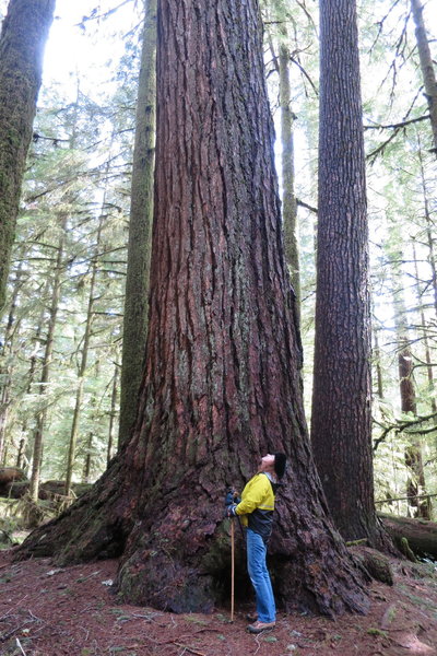 Valley of the Giants old growth forest