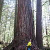 Valley of the Giants old growth forest