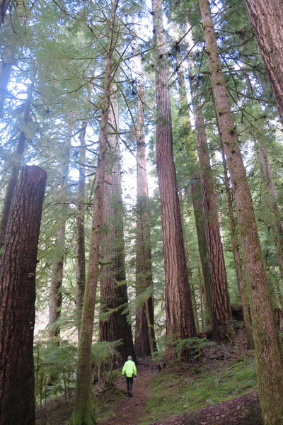 Valley of the Giants old growth forest