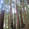 Valley of the Giants old growth forest