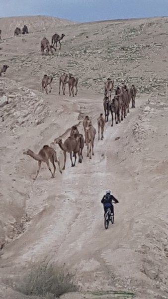 Camels