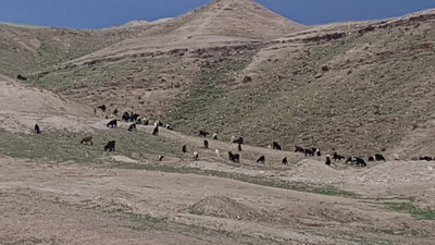 A herd of goats
