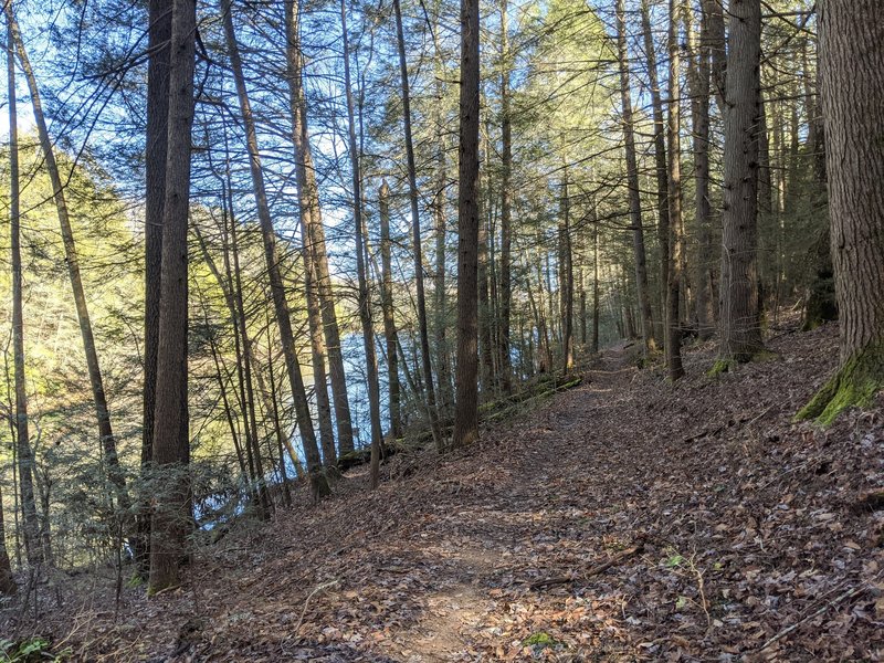 Laurel River Lake Trail Views