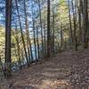 Laurel River Lake Trail Views