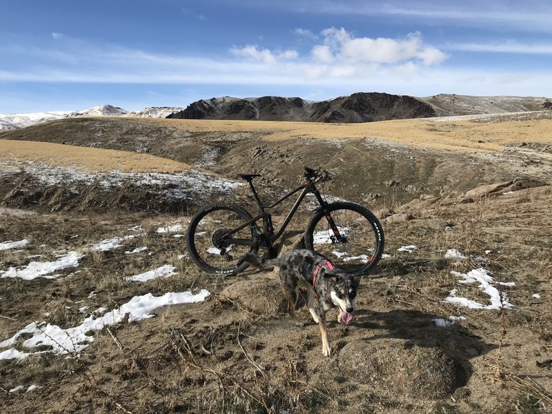 Bingo (500) trail