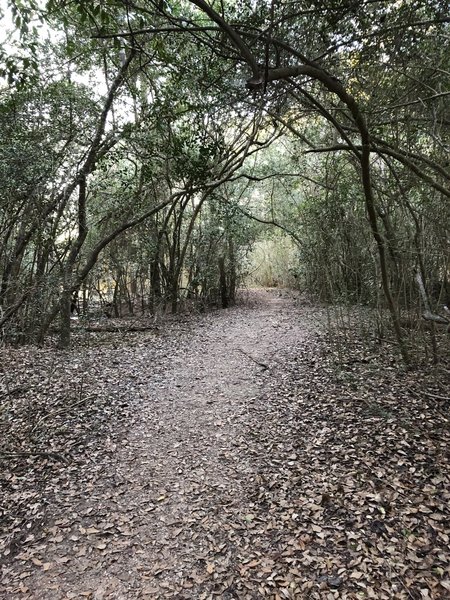 A side trail, dirt, main trails are crushed granite