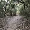 A side trail, dirt, main trails are crushed granite