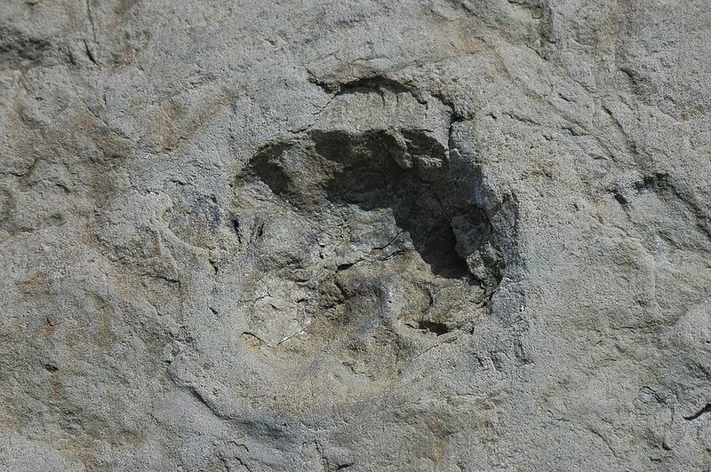 Dinosaur (actually Archosaur) track