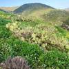 Cactus fields