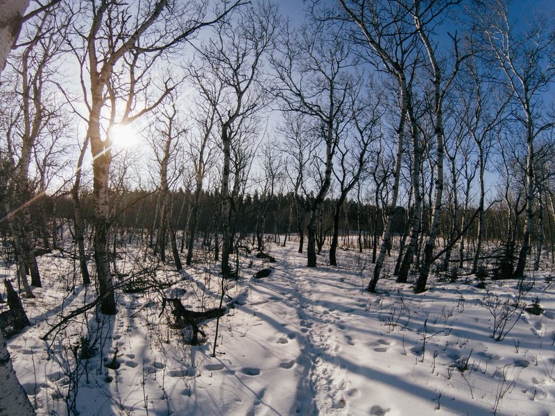 trail cutting through one of the groves.