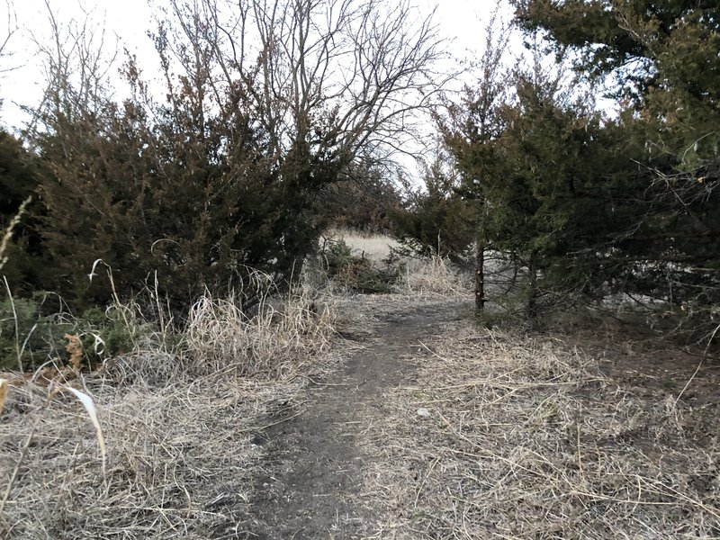 A lot of the trail is like this, a trail through cut back cedar or sumac groves