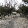 A lot of the trail is like this, a trail through cut back cedar or sumac groves