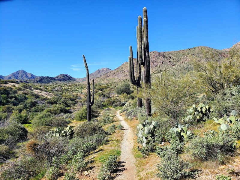 Coachwhip singletrack