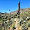 Coachwhip singletrack