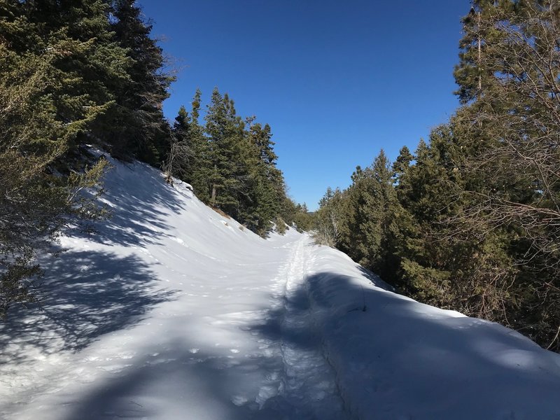 Snowy day on the trail.