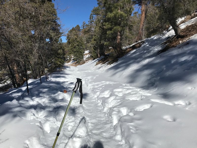 Snowy day on the trail.