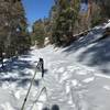 Snowy day on the trail.