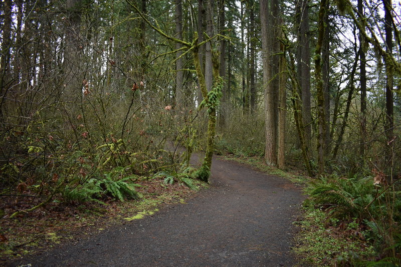 More of the upper section of the loop trail at the Lewisville Park. Still on volcanic ash and cinder.