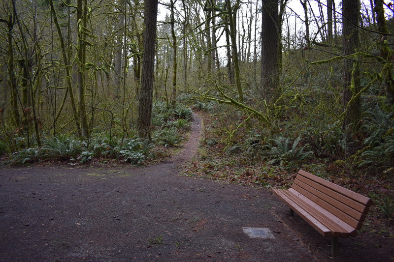 One of the single tracks that connects to the Lewisville Park loop.