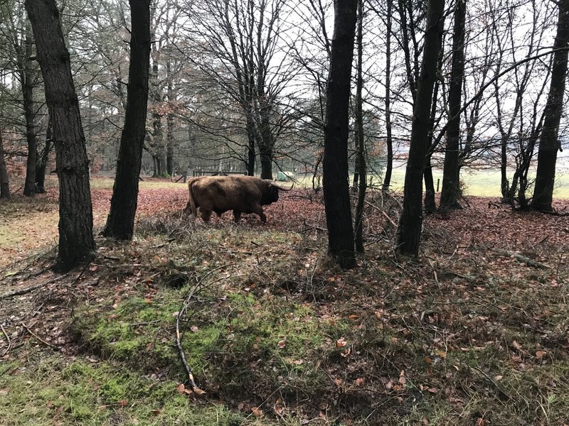 Highland Cattle