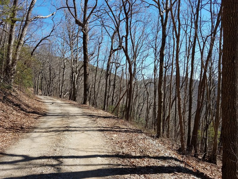 Easy forest road along Duncan Ridge