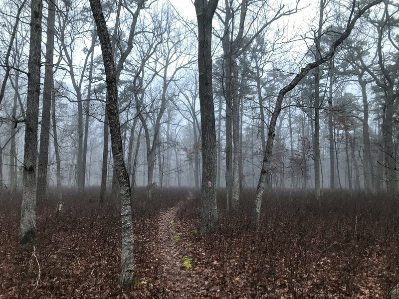 Fast, flat and smooth singletrack through a foggy Pine Barrens morning, Brendan Byrne State Forest