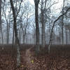 Fast, flat and smooth singletrack through a foggy Pine Barrens morning, Brendan Byrne State Forest