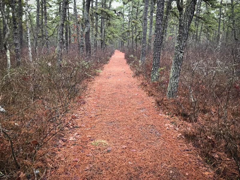 Brendan Byrne SF offers trails from easily winding singletrack to broad, flat, straight stretches. Covered in pine needles, of course.