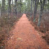 Brendan Byrne SF offers trails from easily winding singletrack to broad, flat, straight stretches. Covered in pine needles, of course.