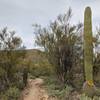 Snug cacti on trail