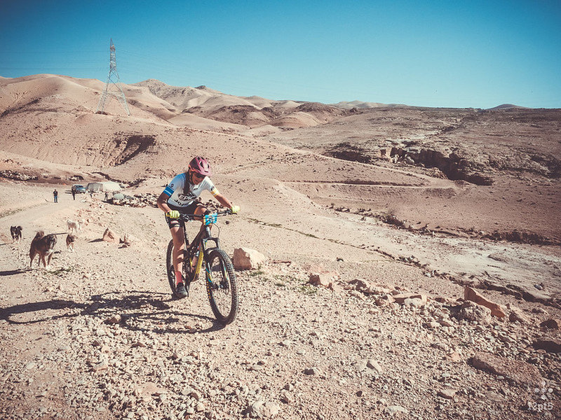 Plenty of wild dogs km 50. Photo © Don Ailinger.