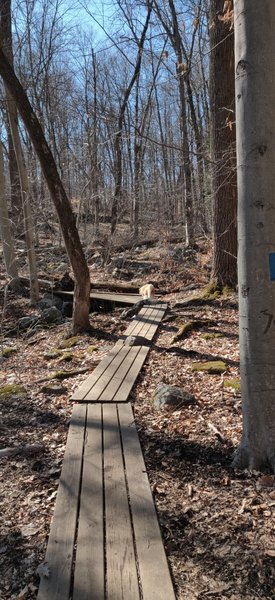 boardwalk through wetland and crossing creek