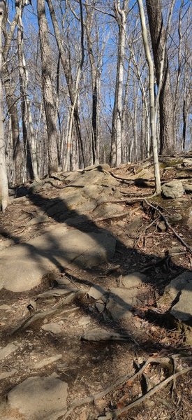 Rooty rockgarden climb