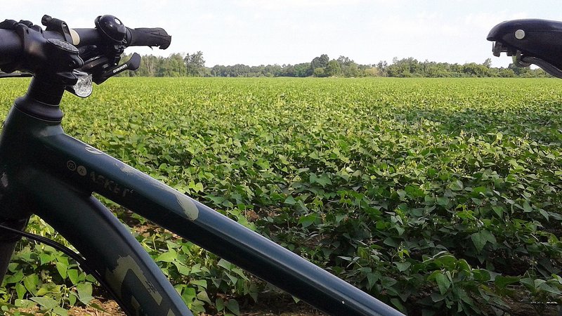 Field of snap beans, typical of agriculture along Genesee Valley Greenway between Mt. Morris and Scottsville, NY