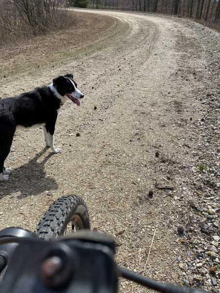 Trevor the Border Collie on the trail.