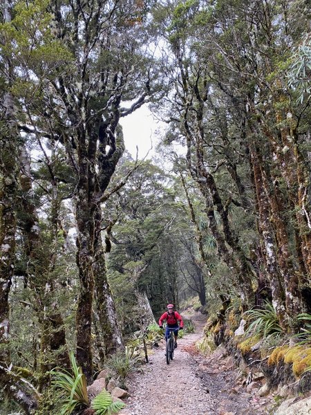 Mountain beech trees line the trail