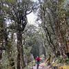 Mountain beech trees line the trail