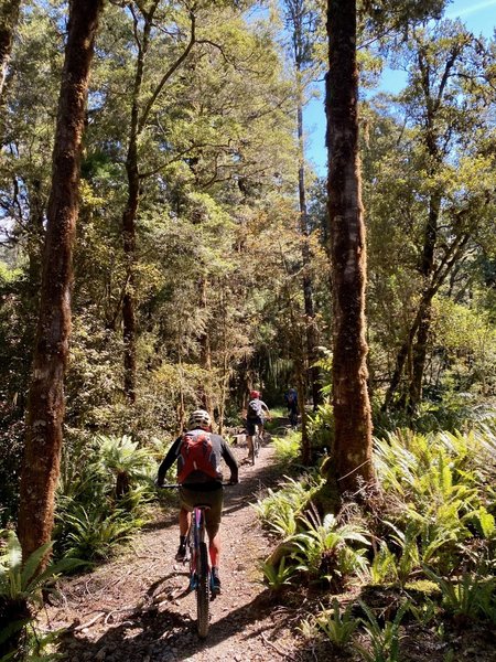 Scooting through the lowland forest along the Mokihinui Valley