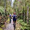 Moss and and rimu trees line the the trail down the Mokihinui Valley