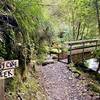 The forest becomes more lush as the trail draws nearer to the coast