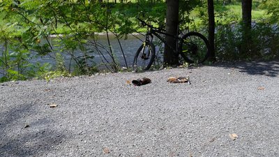Crushed stone surface of the Pine Creek Trail, maintained at a high standard of quality by the PA DCNR.