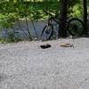 Crushed stone surface of the Pine Creek Trail, maintained at a high standard of quality by the PA DCNR.