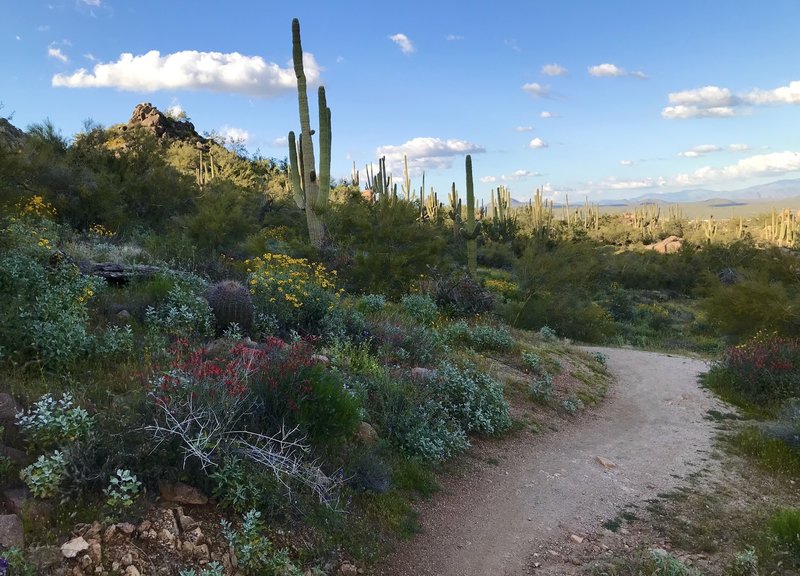 Nice singletrack