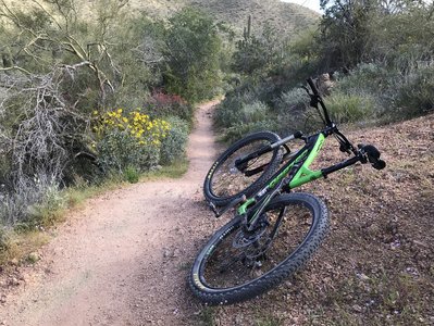 Start of wildflowers 2020