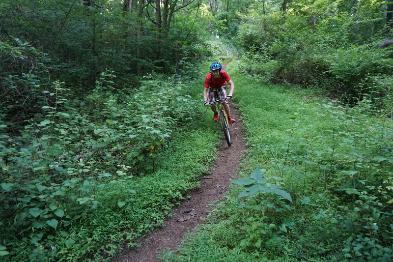 Fast flowing section of singletrack.